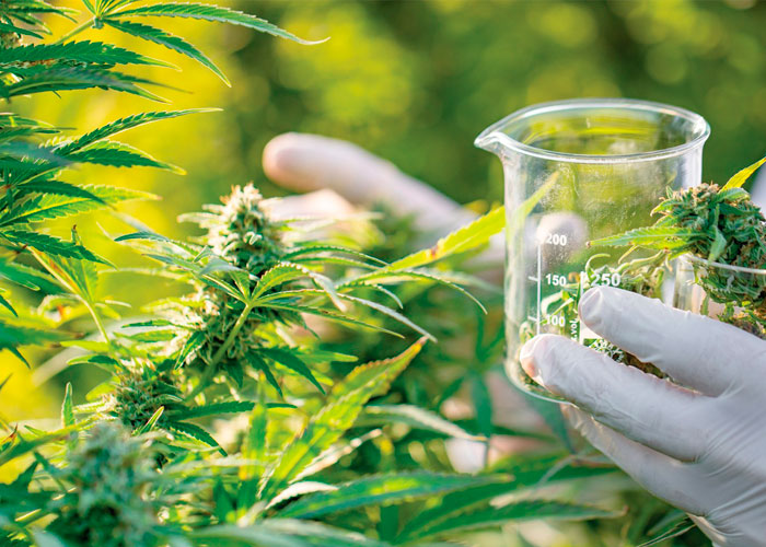 Каннабиноидный синдром гиперемезиса Каннабиноидный синдром гиперемезиса