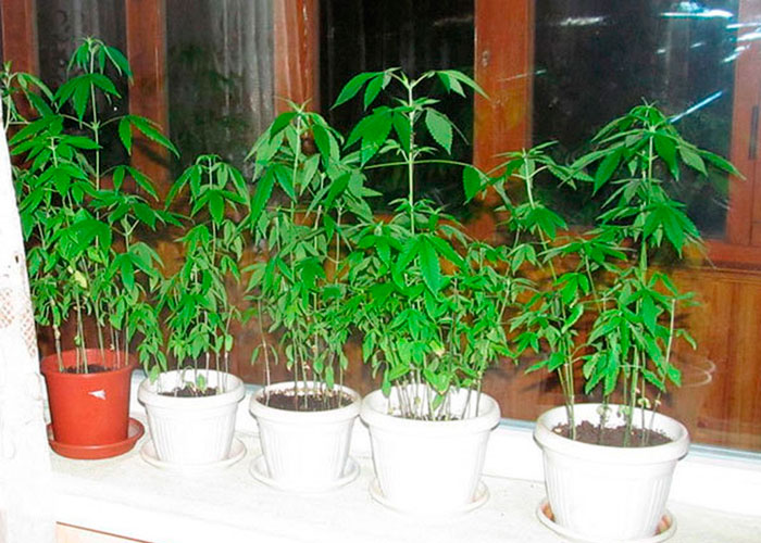 Советы и рекомендации по выращиванию в помещении Советы и рекомендации по выращиванию в помещении