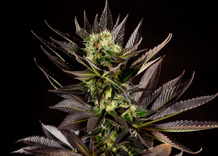 Дефицит фосфора Дефицит фосфора