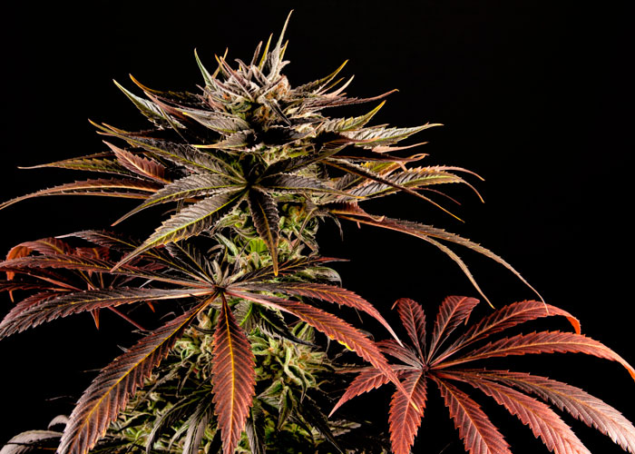 Зависит ли качество продукта от оттенка растения Зависит ли качество продукта от оттенка растения