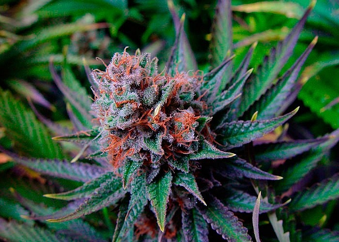 Позитивный эффект молочнокислых бактерий на растения конопли Позитивный эффект молочнокислых бактерий на растения конопли