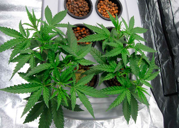 Как не допустить ошибок при тренировке конопли