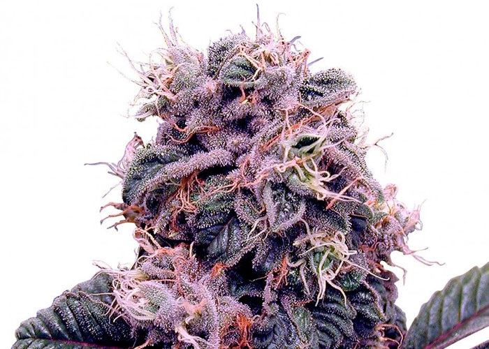 Сорта красного, пурпурного и синего цвета Сорта красного, пурпурного и синего цвета