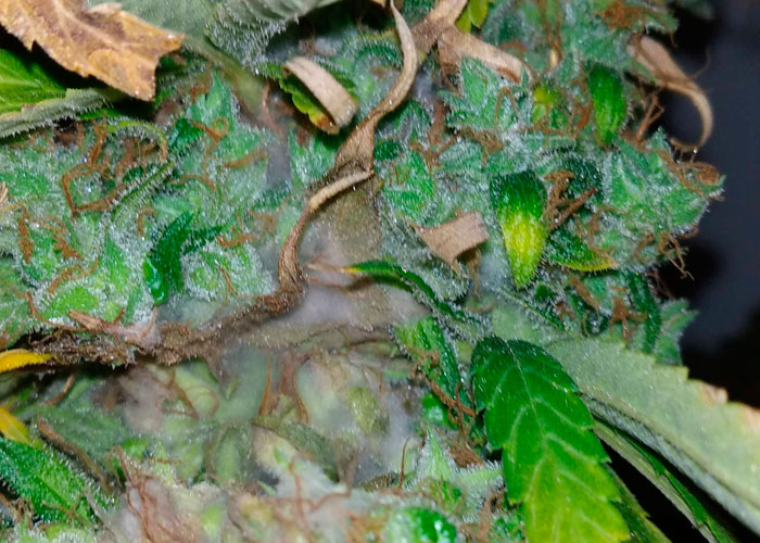 Как предотвратить ботритис Как предотвратить ботритис