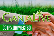 Сотрудничество с GanjaLiveSeeds Сотрудничество с GanjaLiveSeeds