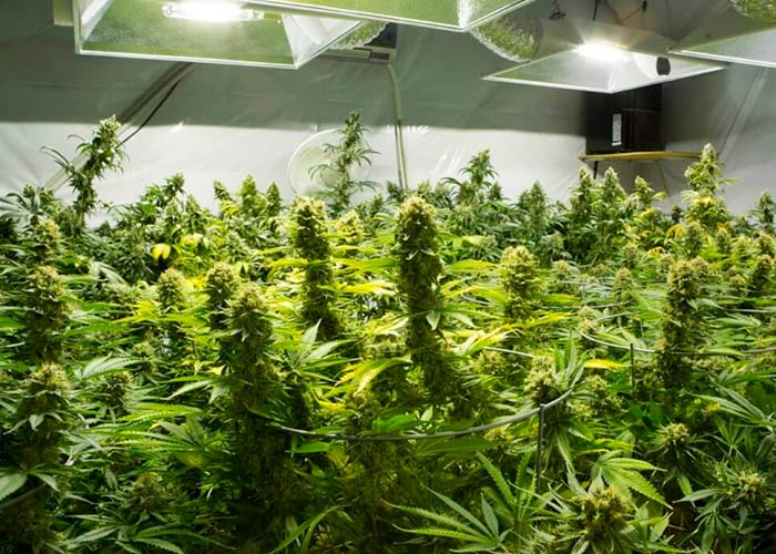 Как избавиться от запаха конопли Как избавиться от запаха конопли