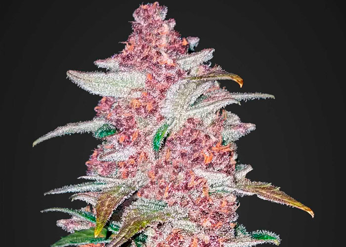 Что влияет на пигментацию конопли Что влияет на пигментацию конопли