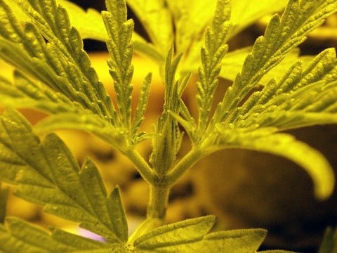 Что такое FIM-обрезка Что такое FIM-обрезка