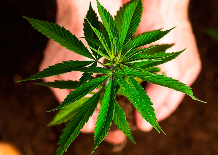 Автоцветущие и фотопериодные растения Автоцветущие и фотопериодные растения