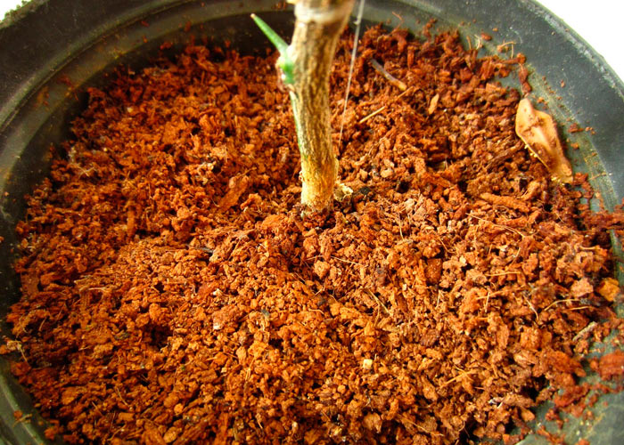 Как выбирать кокос Как выбирать кокос