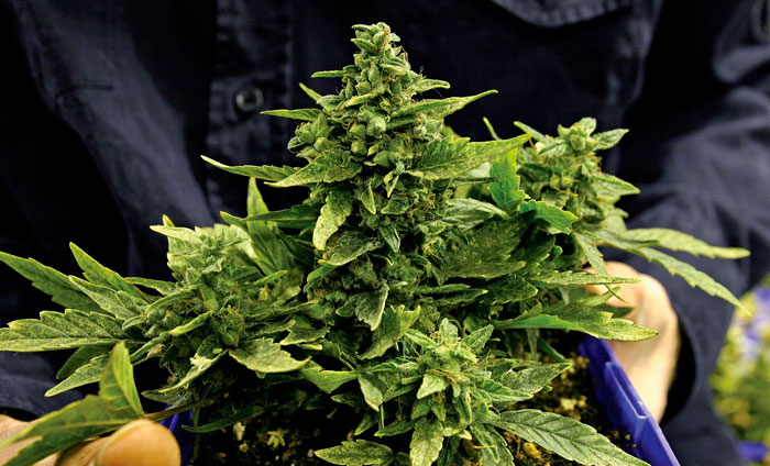 Советы и рекомендации по выращиванию в помещении Советы и рекомендации по выращиванию в помещении