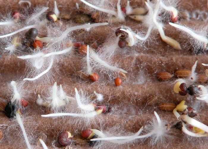 Как микрожизнь влияет на питательный раствор (уровень pH) Как микрожизнь влияет на питательный раствор (уровень pH)