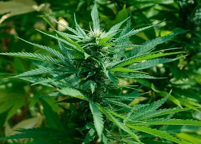 Что может навредить конопле Что может навредить конопле