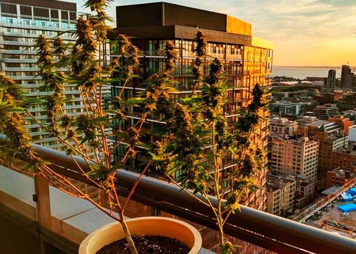 Можно ли выращивать каннабис в помещении без света? Можно ли выращивать каннабис в помещении без света?