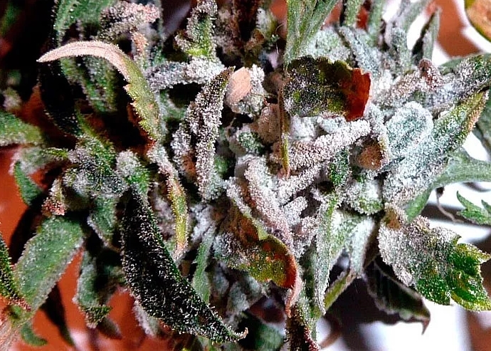 Высокая влажность Высокая влажность