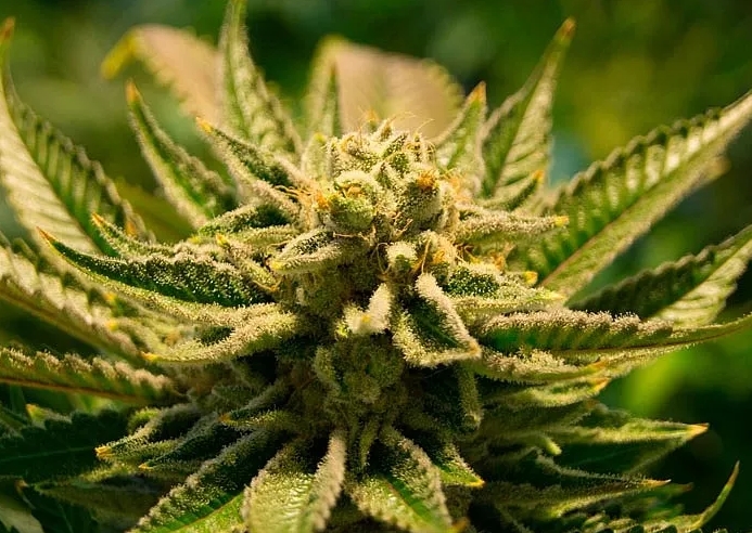 Чек-лист — как не потерять урожай Чек-лист — как не потерять урожай