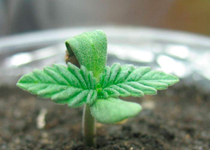 Высадка конопли Высадка конопли