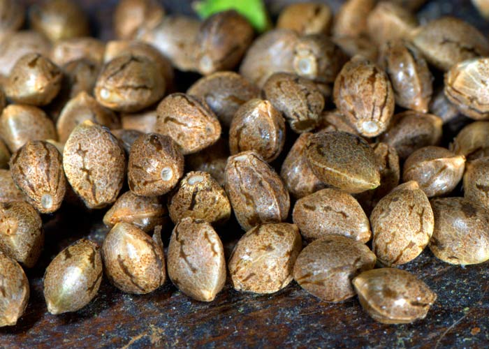 Выращивание конопли: краткая инструкция Выращивание конопли: краткая инструкция