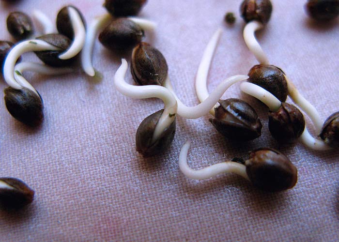 Проращивание семян конопли Проращивание семян конопли