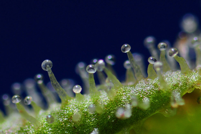 В чем разница между КБД, КБГ и ТГКВ? В чем разница между КБД, КБГ и ТГКВ?