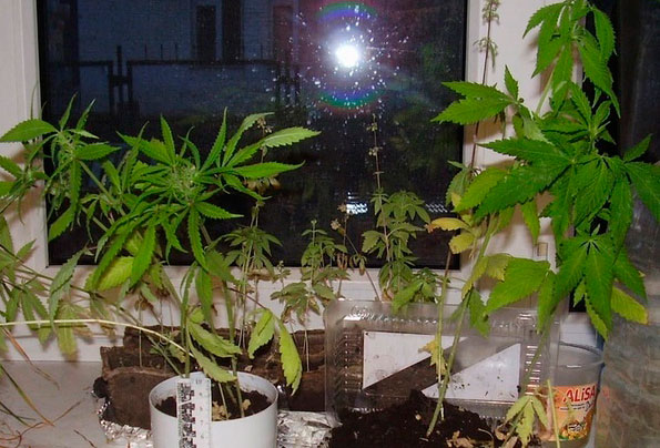 Убедитесь, что каннабис получает достаточно света Убедитесь, что каннабис получает достаточно света