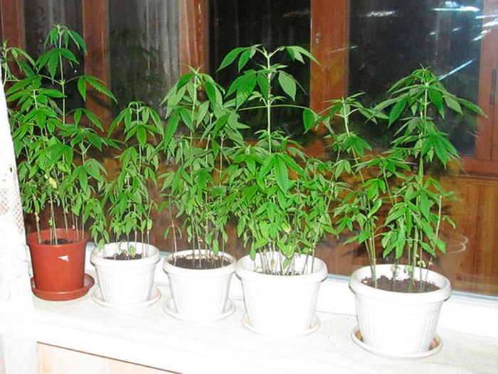 Классический цветочный горшок для конопли Классический цветочный горшок для конопли