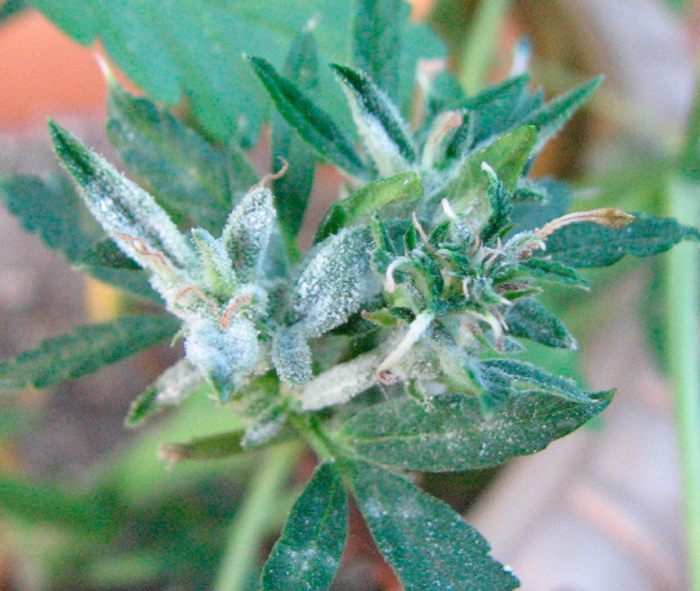 Плесень Плесень