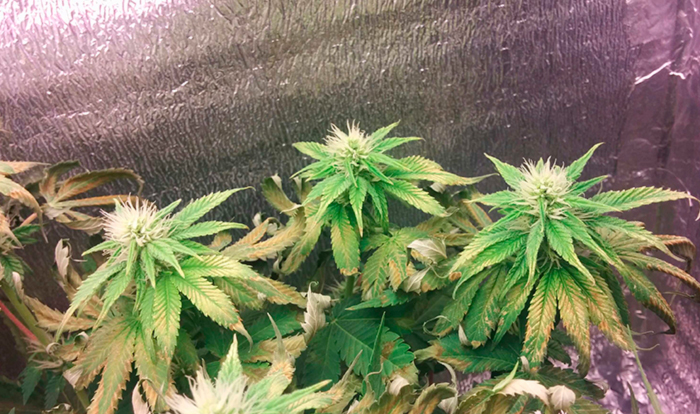 Высокая температура воздуха Высокая температура воздуха