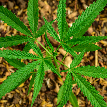 Семена конопли sativa Семена конопли sativa