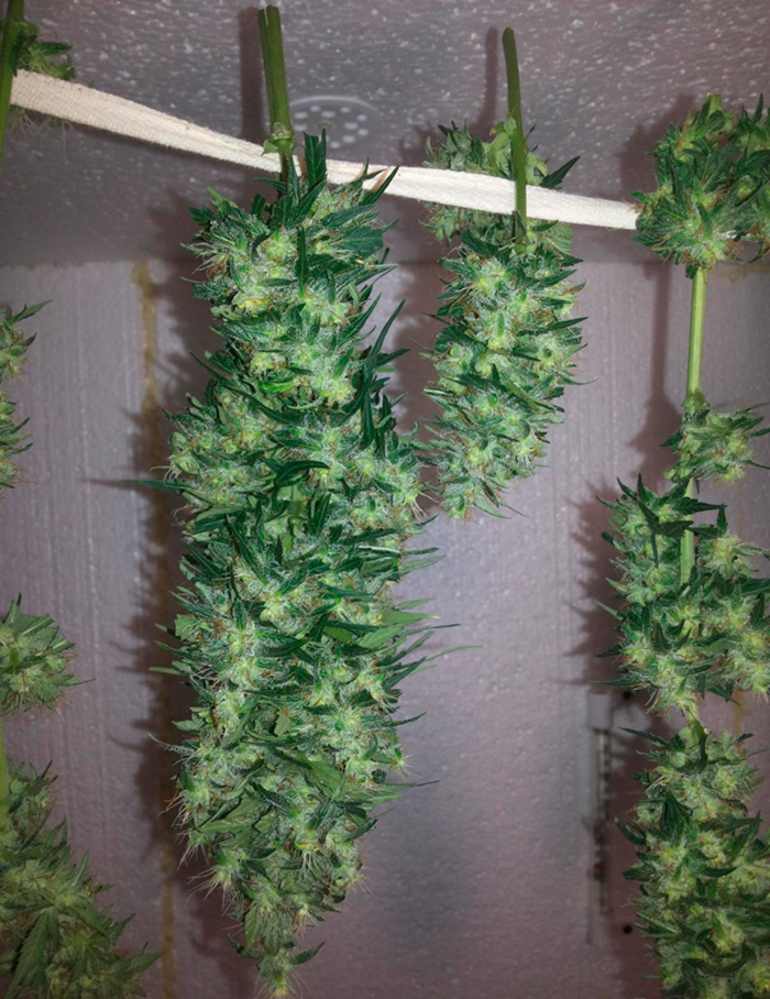 Как сушить марихуану Как сушить марихуану