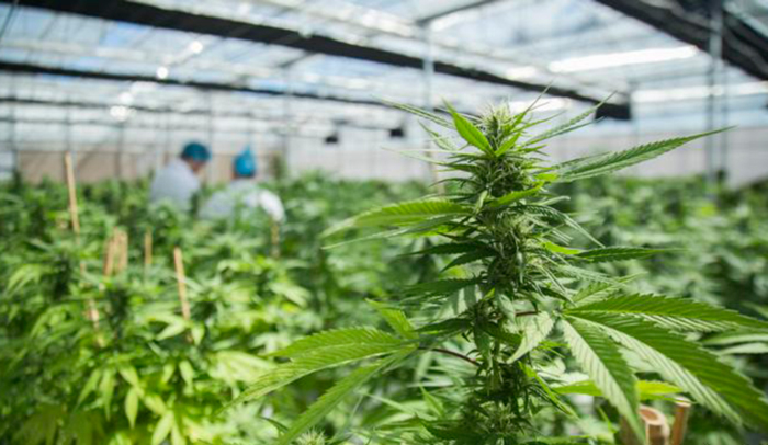 Возможные методы выращивания конопли Возможные методы выращивания конопли