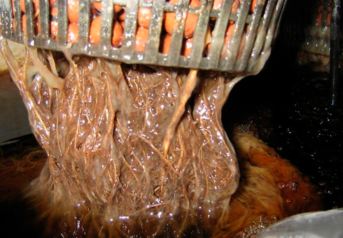 Гниль корневой системы Гниль корневой системы