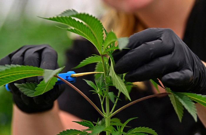 Топпинг марихуаны Топпинг марихуаны