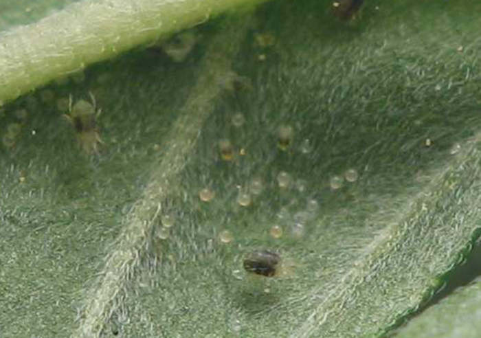 Клещ паутинный Клещ паутинный