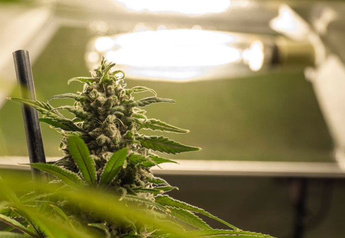 Освещение для выращивания конопли Освещение для выращивания конопли