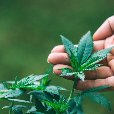 Сорта конопли для новичков Сорта конопли для новичков