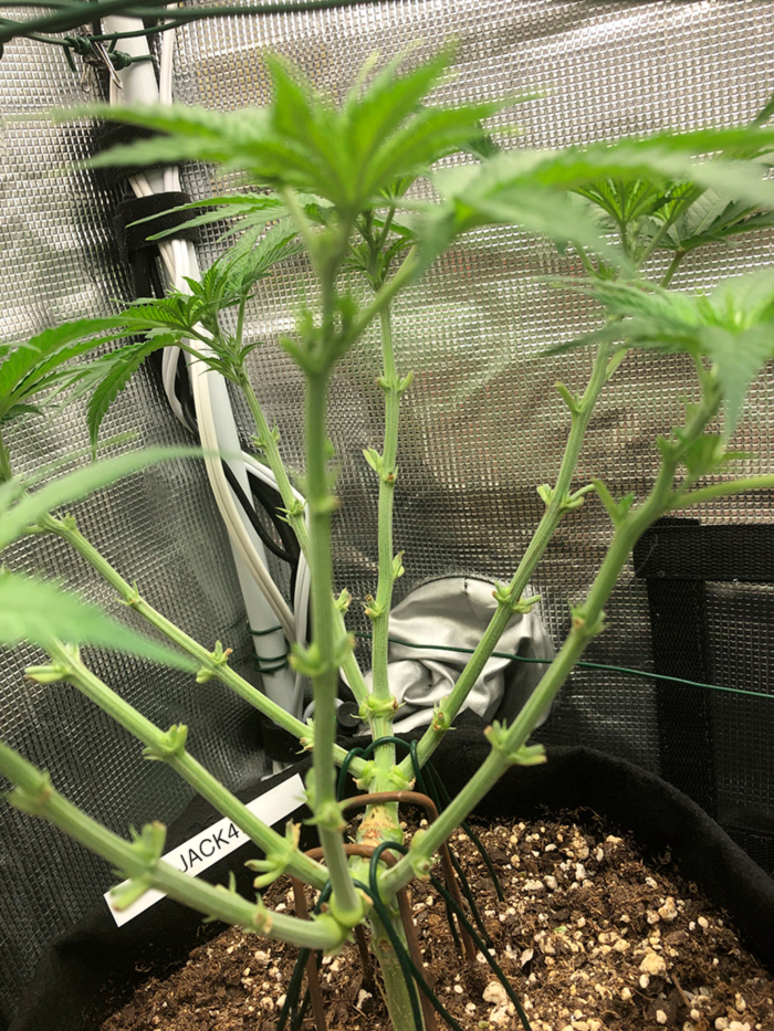 Schwazzing Schwazzing