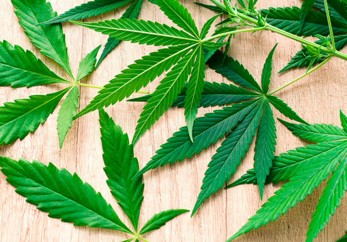 Какие листья удалять Какие листья удалять