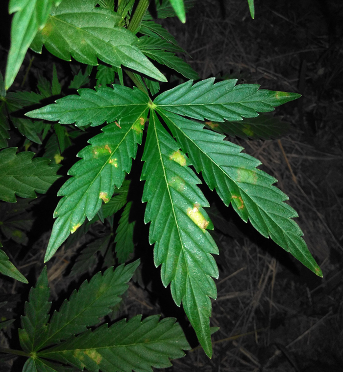 Россыпь желтых пятен Россыпь желтых пятен