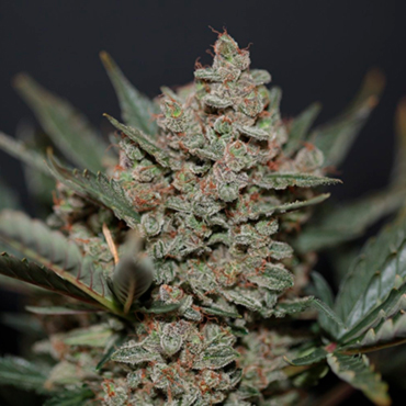 Семена конопли урожайных сортов Семена конопли урожайных сортов