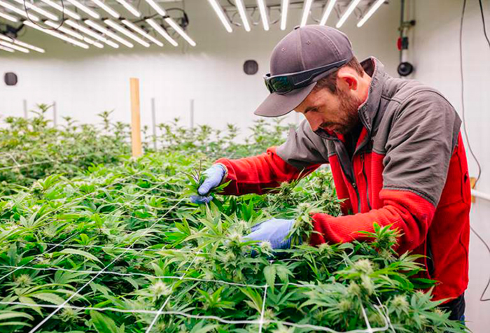 Какие существуют техники выращивания конопли Какие существуют техники выращивания конопли