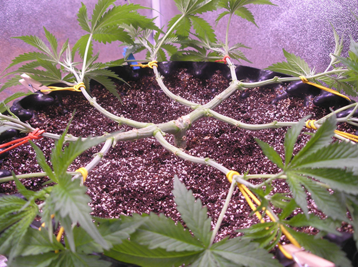 Пошаговая инструкция Пошаговая инструкция