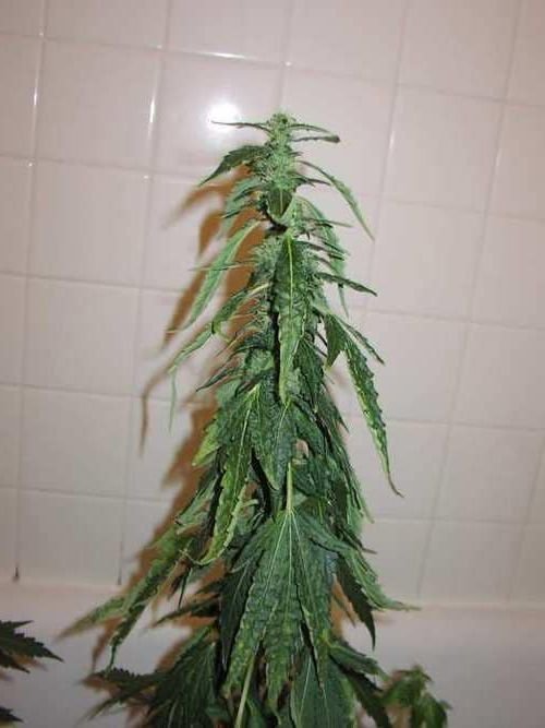 Недолив Недолив