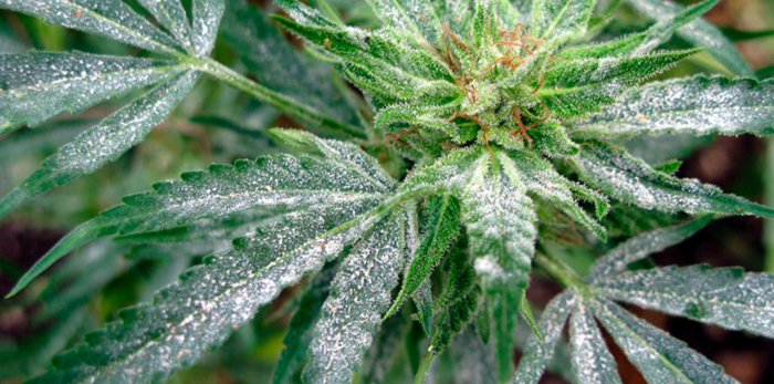 Мучнистая роса Мучнистая роса