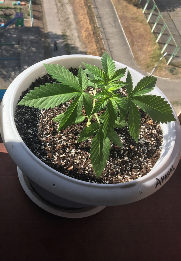 Подготовка к высадке конопли на улицу Подготовка к высадке конопли на улицу