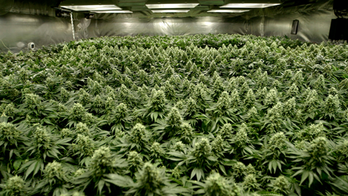 Sea Of Green (SOG) Sea Of Green (SOG)