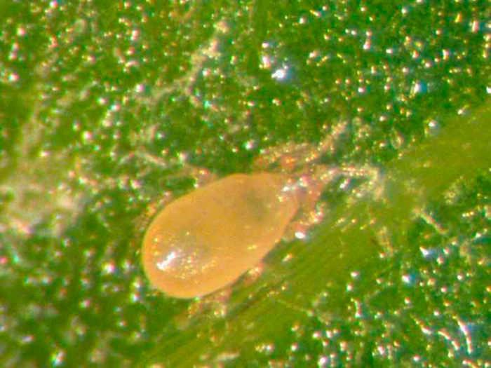 Прозрачный оранжерейный клещ Прозрачный оранжерейный клещ