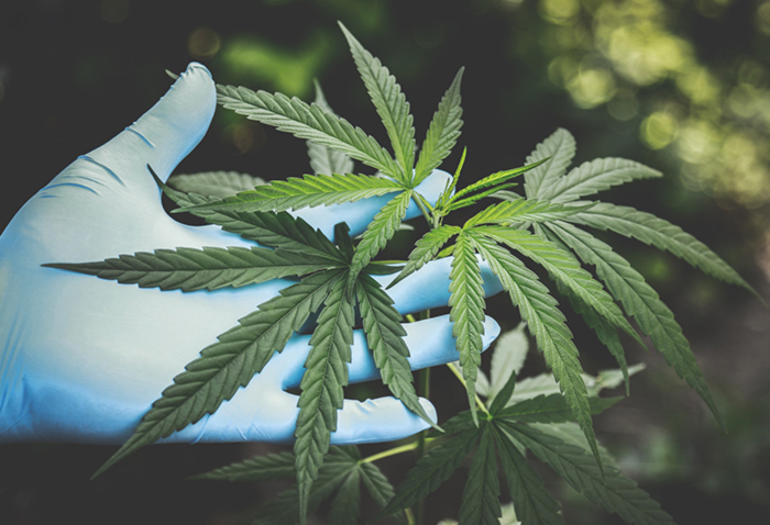 Cannabis sativa Cannabis sativa