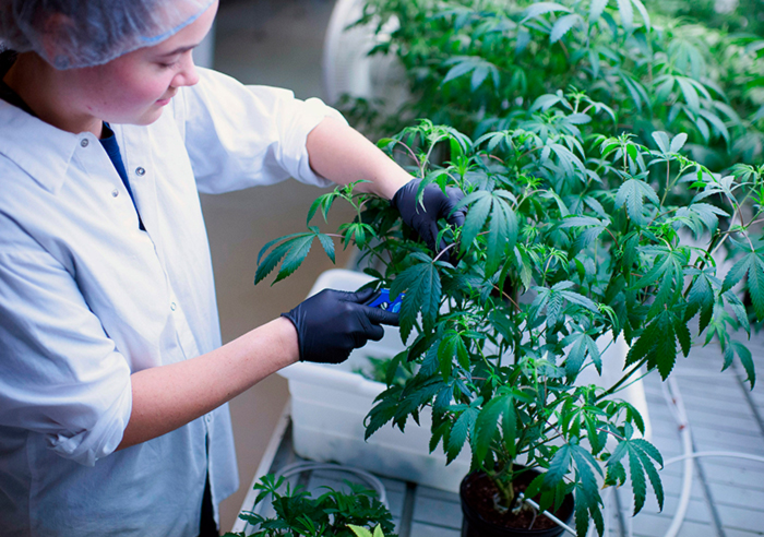 Когда можно начинать прореживать Когда можно начинать прореживать