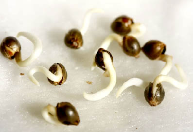 Пересадка проклюнувшихся семян конопли Пересадка проклюнувшихся семян конопли